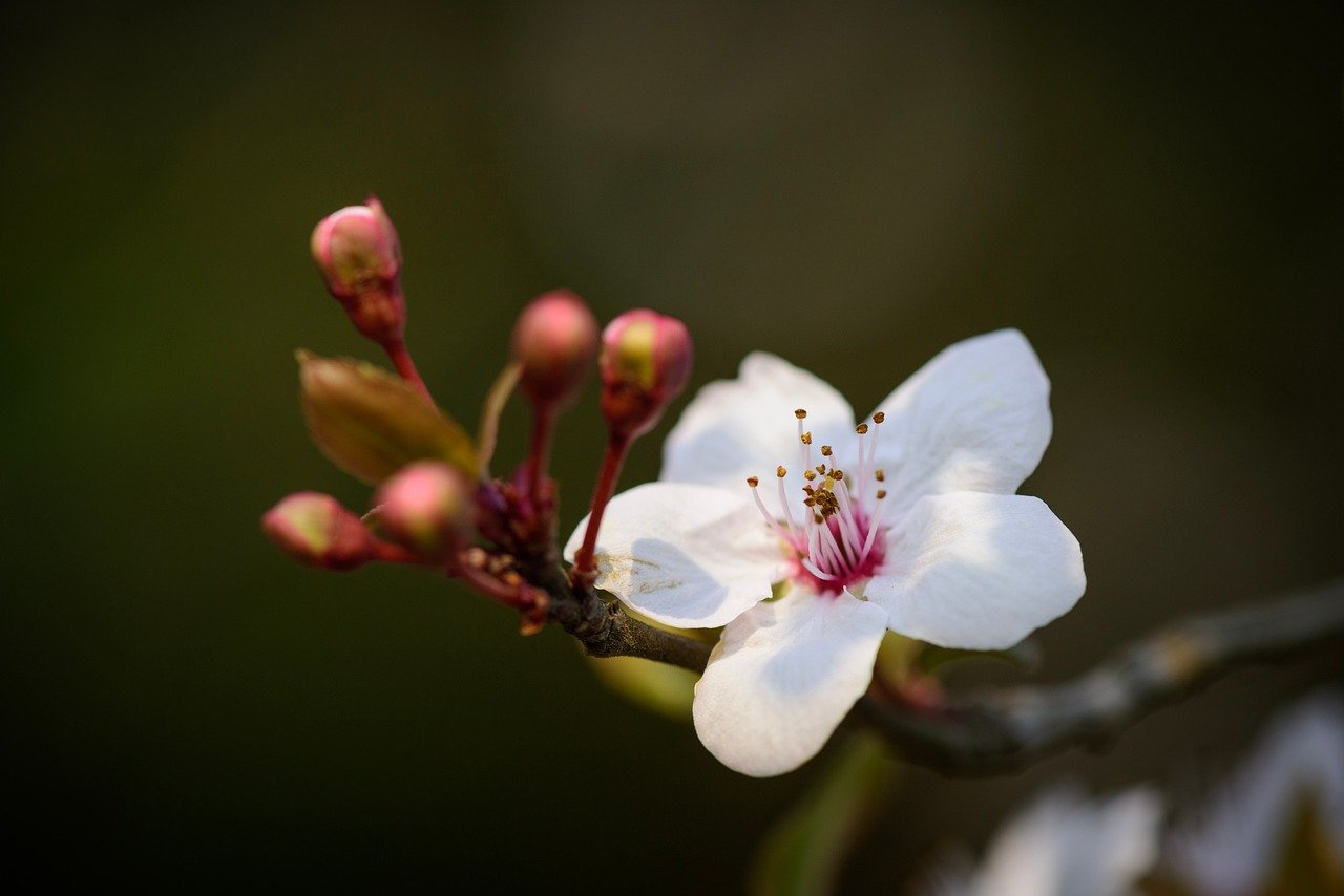 Fleur dans la nature, médecine chinoise