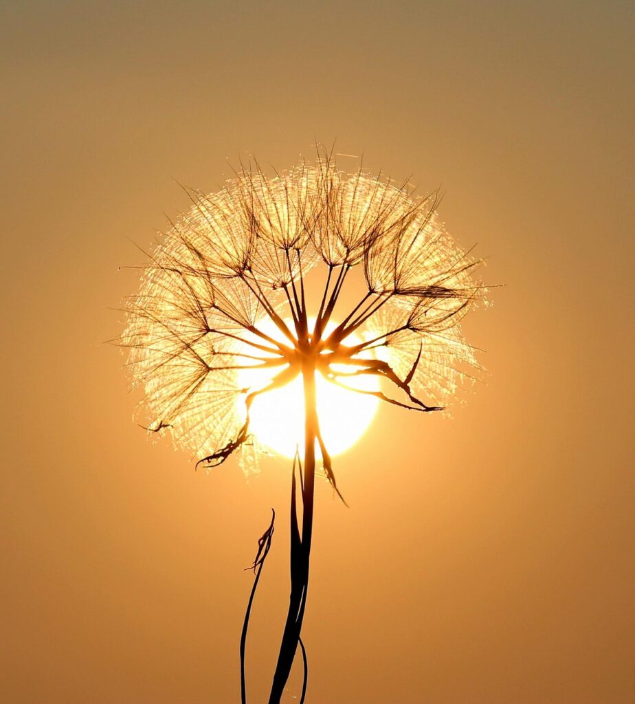 dandelion, sun, backlighting, silhouette, flower, nature, flower wallpaper, seeds, orange sun, sunset, dusk, beautiful flowers, flower background, twilight, orange sky