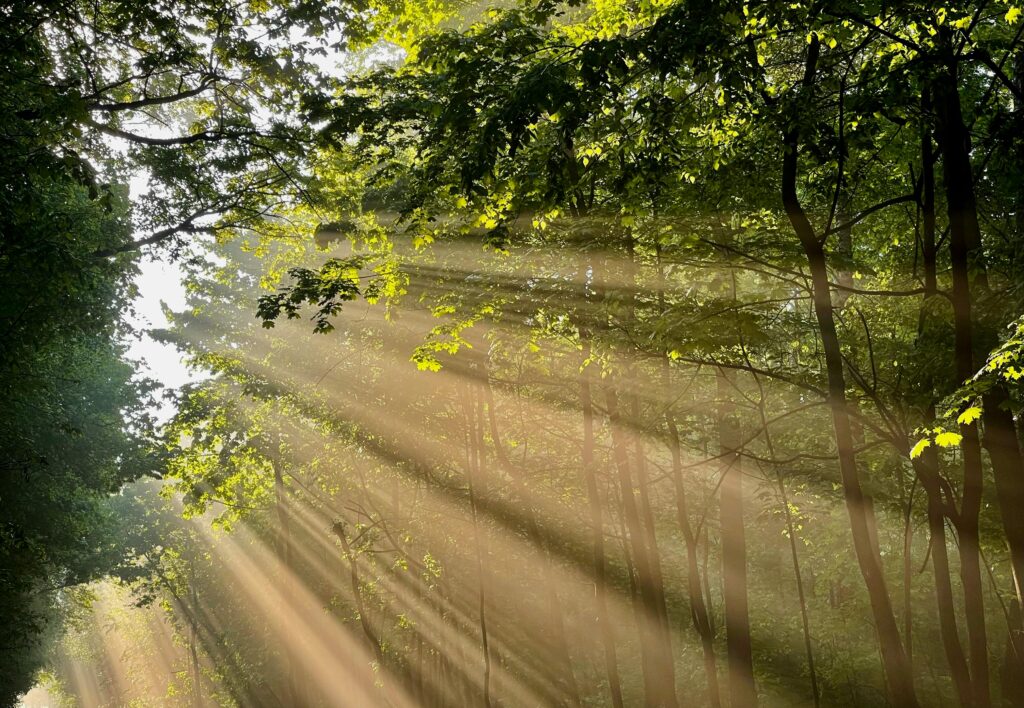 Capture of sunrays filtering through lush green trees in a serene forest.